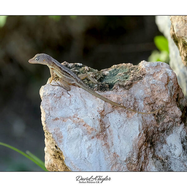 Jamaica Anolis