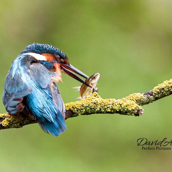 KingFisher