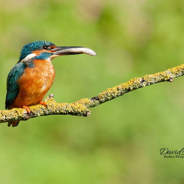 KingFisher