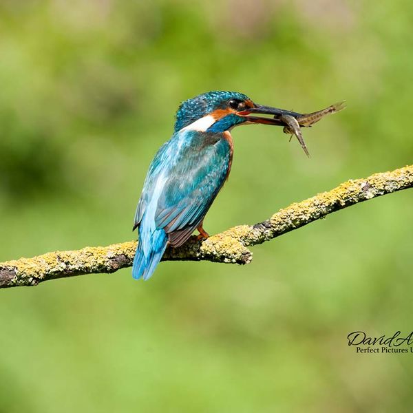 KingFisher