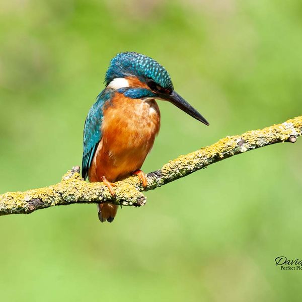 KingFisher