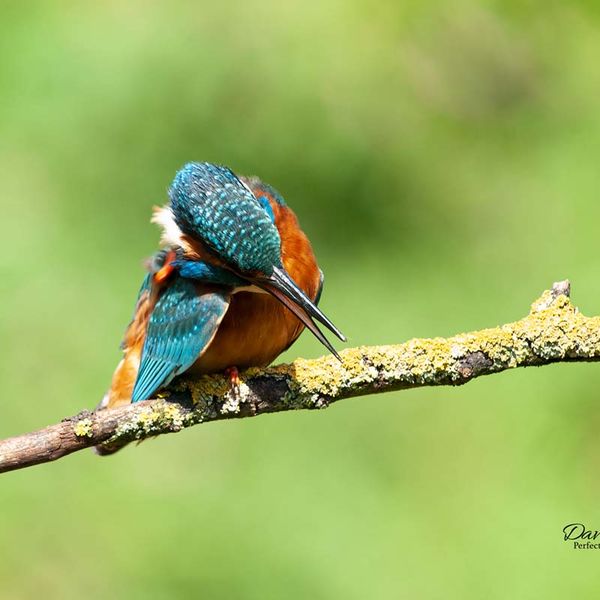 KingFisher