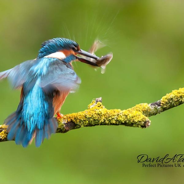 KingFisher