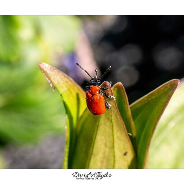Lily Beetle
