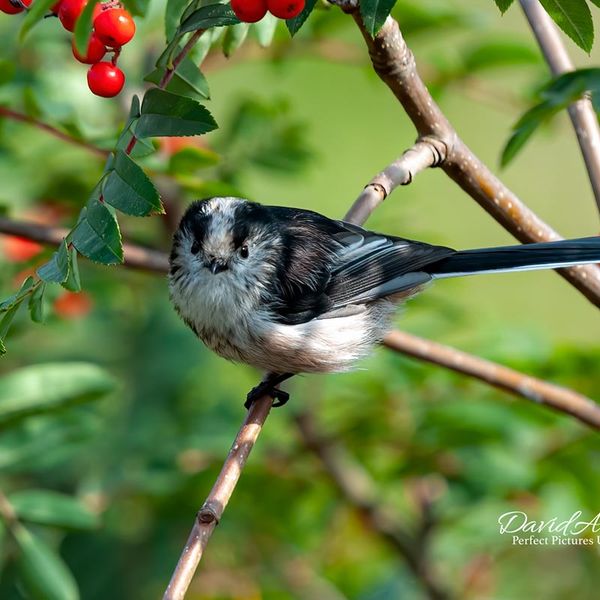 Long-Tailed Tit