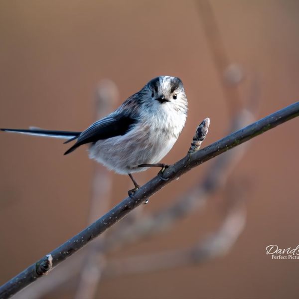 Long-Tail Tit