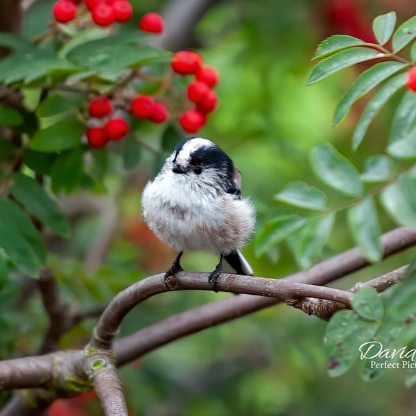 Long-Tailed Tit