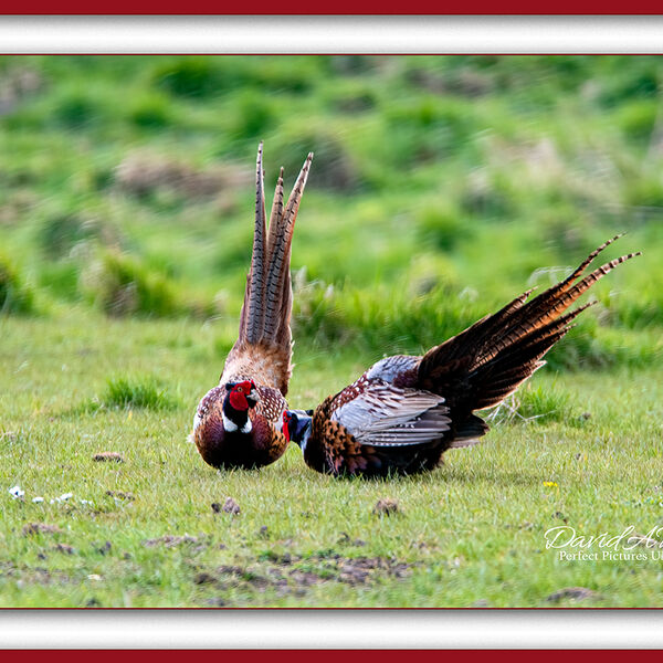 Male Pheasants