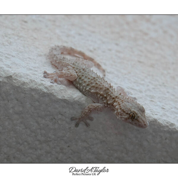 Mediterranean House Gecko