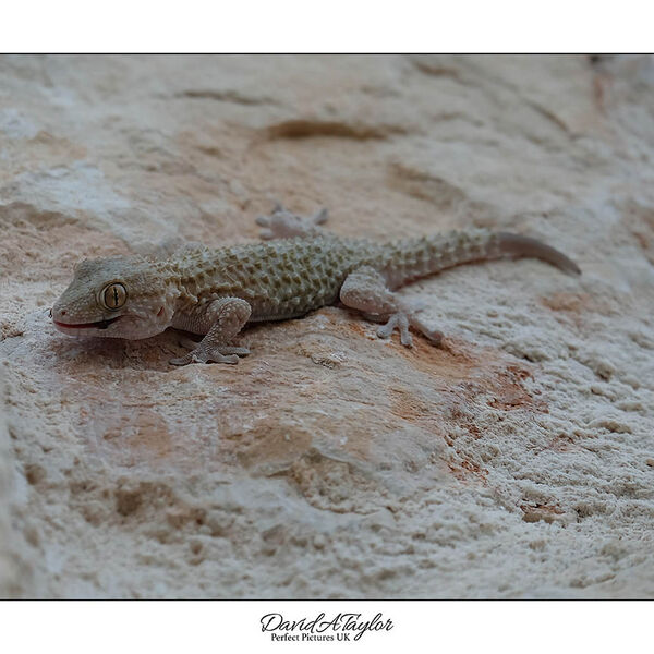 Mediterranean House Gecko