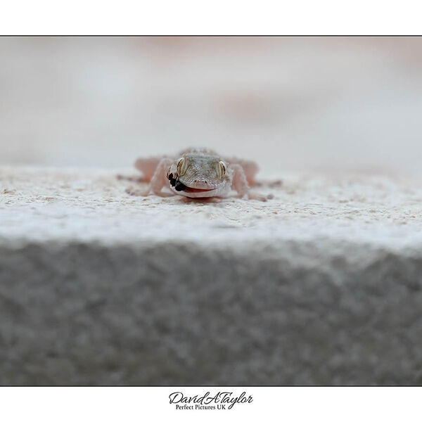 Mediterranean House Gecko