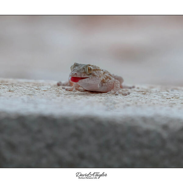Mediterranean House Gecko
