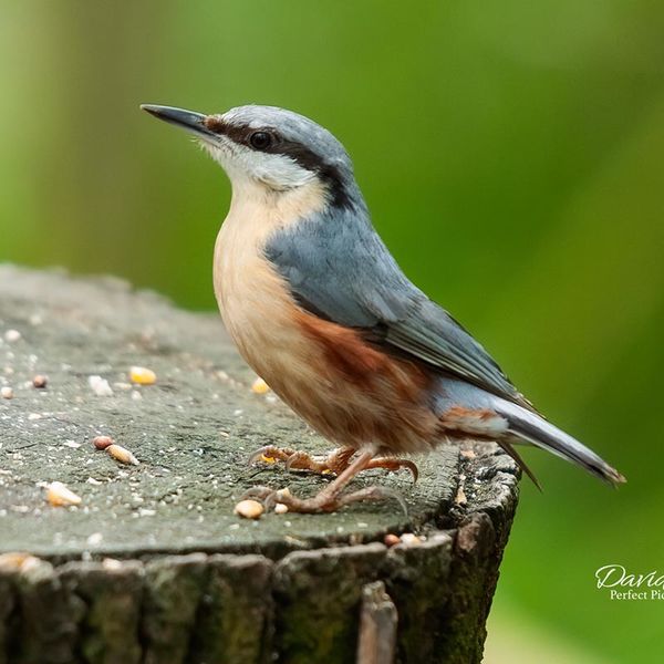 NutHatch