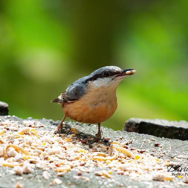 Nuthatch