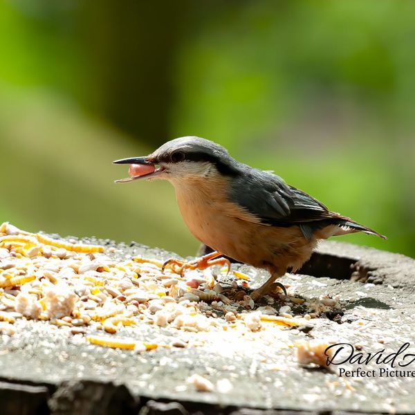 Nuthatch