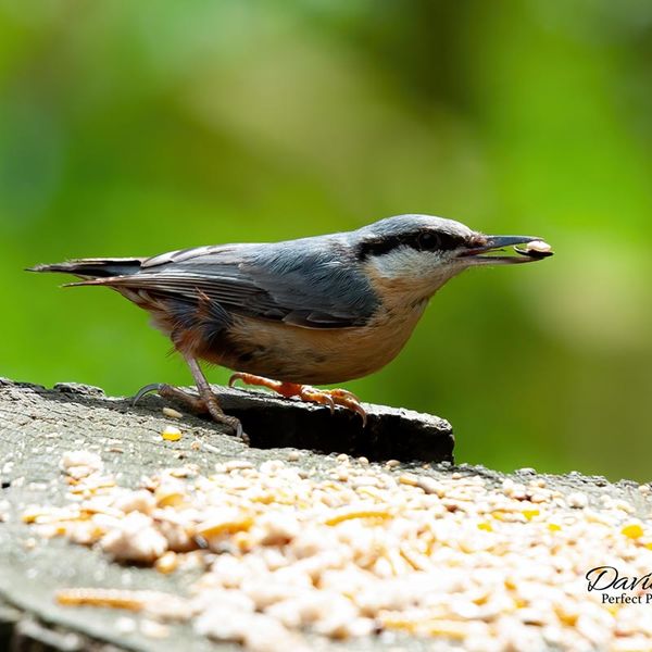 Nuthatch