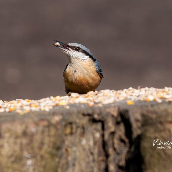 Nuthatch
