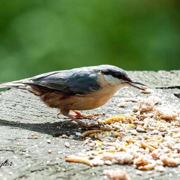 NutHatch