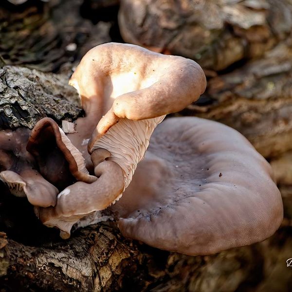 Oyster Mushroom
