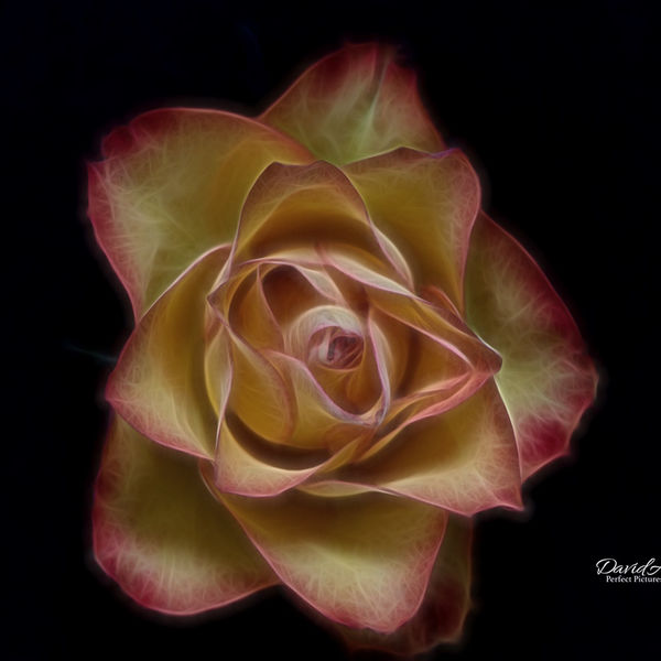 Peach Rose with Electric affect