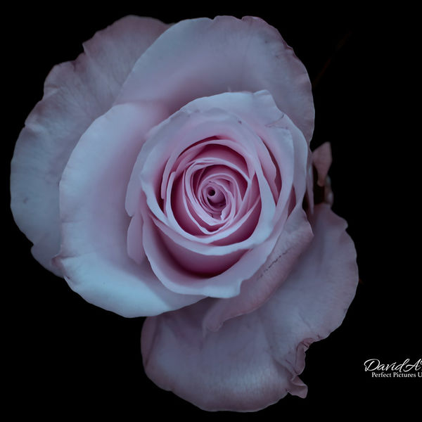 Pink Rose