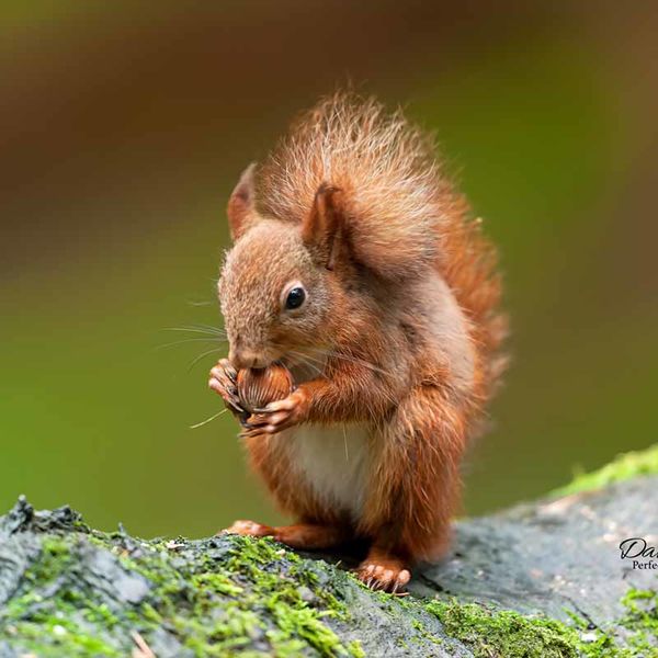 Red Squirrel