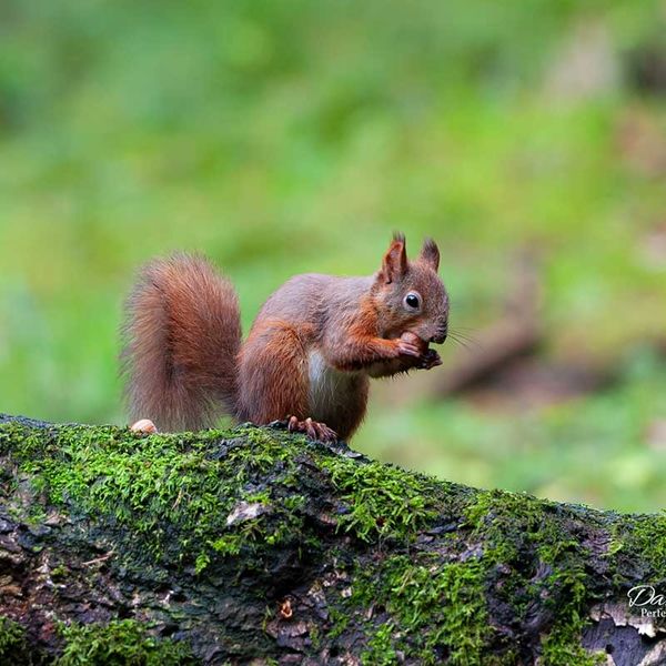Red Squirrel