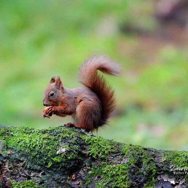 Red Squirrel