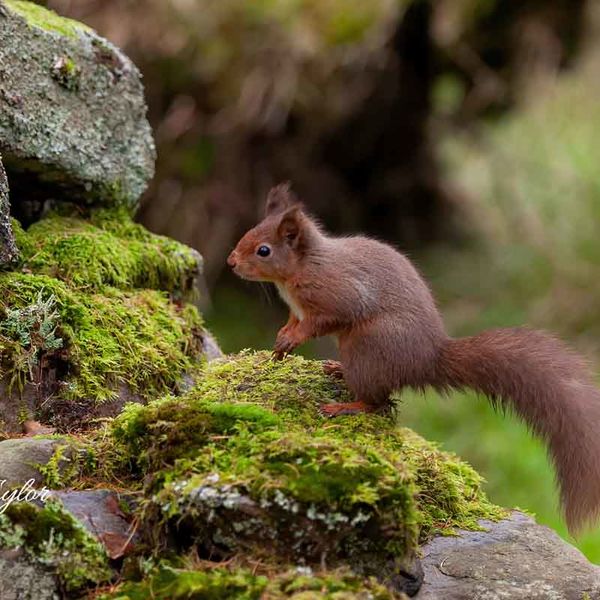 Red Squirrel