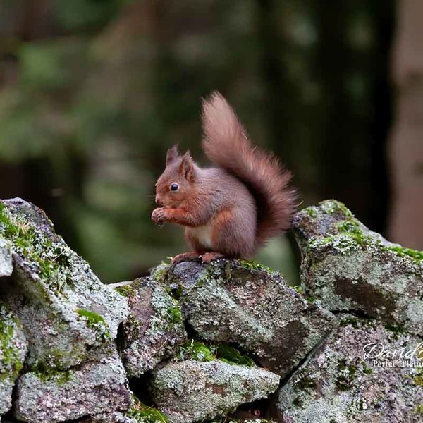 Red Squirrel