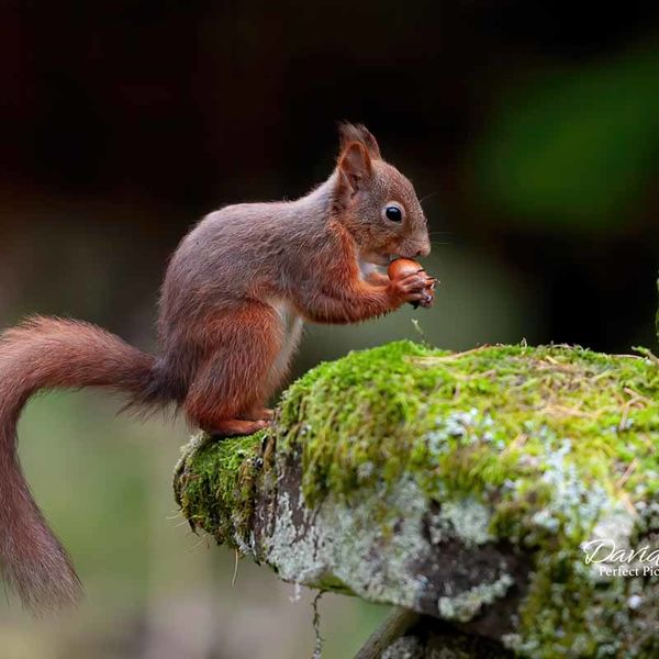 Red Squirrel