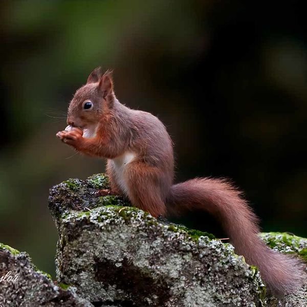 Red Squirrel