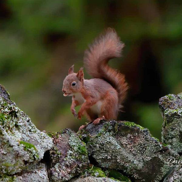 Red Squirrel