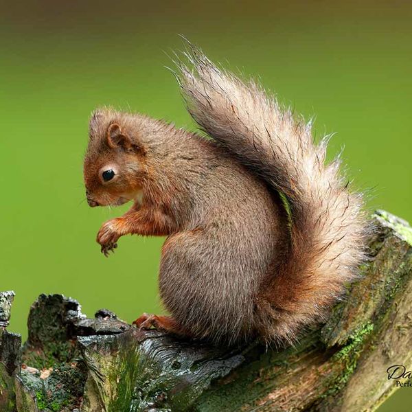 Red Squirrel