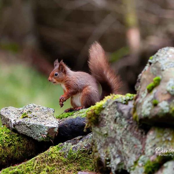 Red Squirrel