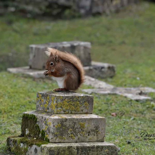 Red Squirrel