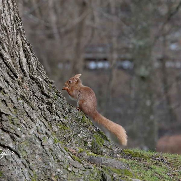 Red Squirrel
