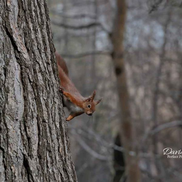 Red Squirrel