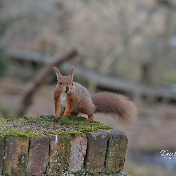 Red Squirrel