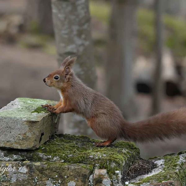 Red Squirrel