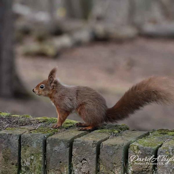 Red Squirrel