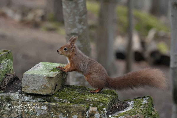 Red Squirrels