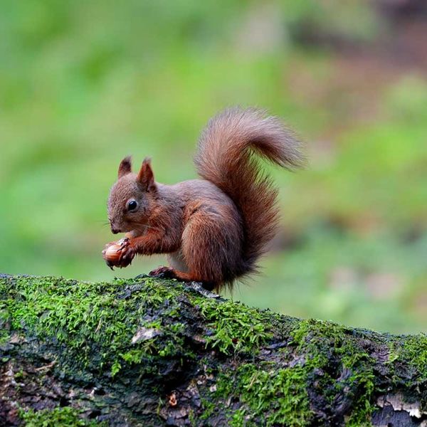 Red Squirrel