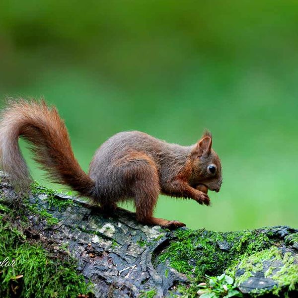 Red Squirrel