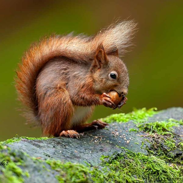 Red Squirrel