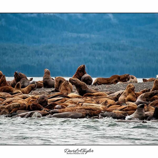 SeaLions - Alaska