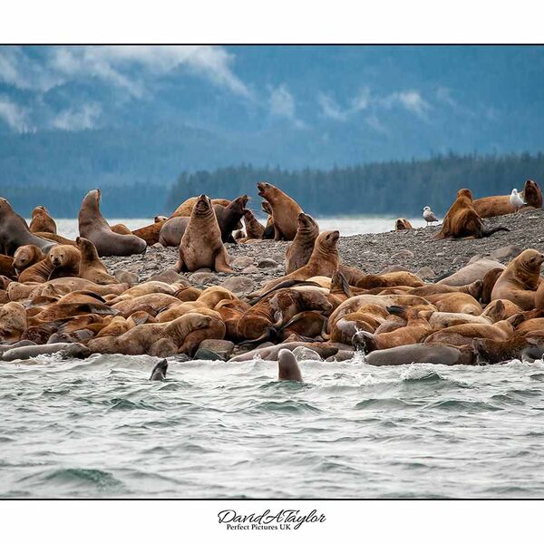SeaLions - Alaska
