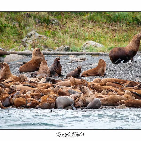 SeaLions - Alaska