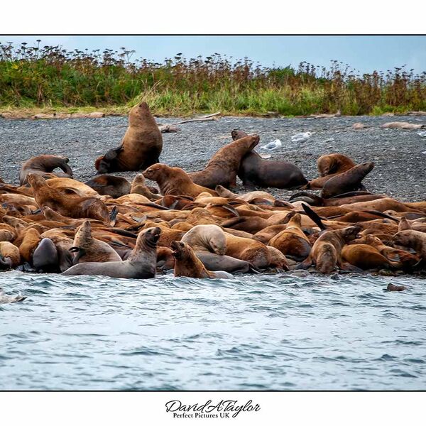 SeaLions - Alaska