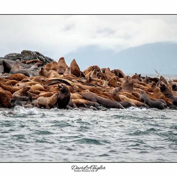 SeaLions - Alaska